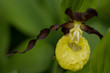 Yellow orchid flower