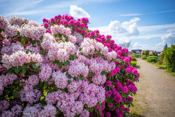 Wall Mural - on  cemetery stands a huge rhododendron with pink flowers and the sky is blue