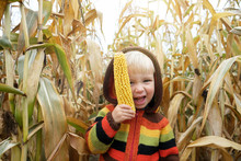 Portrait Of Cute Playful Smiling Child In Colorful Knitted Sweater Playing With Fresh Corn Cob On Autumn Cornfield. Childhood, Fall Season Concept.