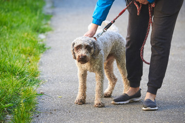 Wall Mural - Dog walking in a leash (Lagotto romagnolo)