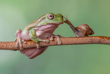 Story About Friendship Of Tree Frog And Snail