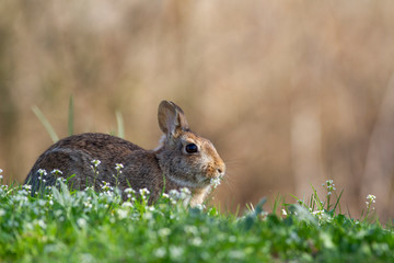 wild rabbit, blurred background, bokeh effect, photo taken in Italy in a natural environment