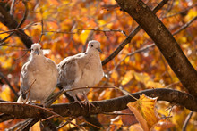 Couple Of Turtledoves (Eurasian Collared)  On A Tree In Full Autumn, Ideal For Love And Relationship Concept, Love Birds