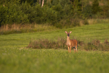 Wall Mural - Young white-tailed deer, odocoileus virginianus, standing on green meadow at sunrise and looking. Wild stag with growing antlers in velvet sunlit in summer nature with copy space.