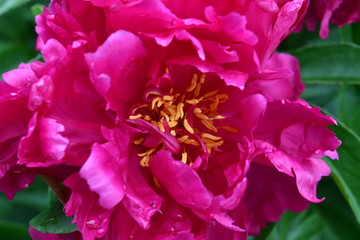 Poster - Peony Bloom