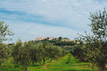 Traditional country landscape in Tuscany Italy. Scenic view of an olive grove on a hill in springtime with green lawn and cloudy blue sky, Italy.