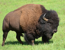 Close Up Of   A Magnificent American Bison In Summer In Custer State Park, South Dakota