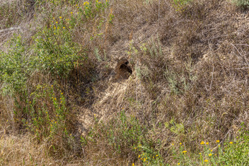 Wild city of animals. colony of animals on hill, covered with labyrinth of holes. Rabbit holes. Foxholes. Animal burrows in steppe hilly zone. Traces of animals in wild. Earthy house in wild