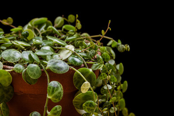 Close-up on dainty vines of a 