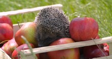 Close Up Cute Gray Hedgehog Stealing Apple From Wooden Crate Full Of Red Fragrant Apples In Garden. Sniffing Them In Tall Grass On Sunny Windy Day. Wind Moving Grass. Harvesting Concept