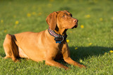 Fototapeta  - The Hungarian pointer is down and resting briefly during the afternoon training.