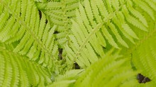 Green Fern Bushes Sway In The Wind And Are Watered