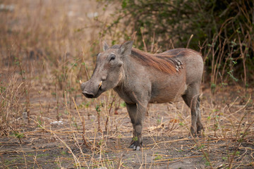 Wall Mural - Common warthog (Phacochoerus africanus).