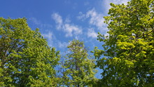 Green Tops Of Trees Against The Blue Sky With White Clouds.