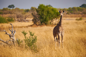 Canvas Print - Lonely young giraffe in the savannah