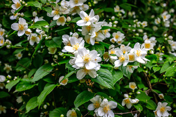 Garden Jasmine arch alley with white flowers. Philadelphus incanus (hairy mock orange ) blossom in german park