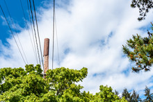 Wood Utility Pole With Mobile Antennas Under A Brown Cover, Maple Tree And Sky Background
