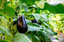 Black Eggplant Plants In Greenhouse With High Technology Farming. Agricultural Greenhouse With Automatic Irrigation Watering System.