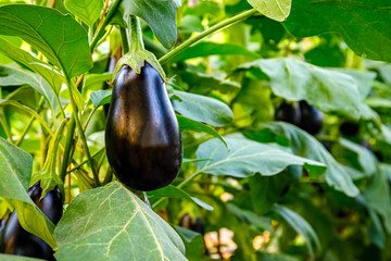 Wall Mural - Black eggplant plants in greenhouse with high technology farming. Agricultural Greenhouse with automatic irrigation watering system.