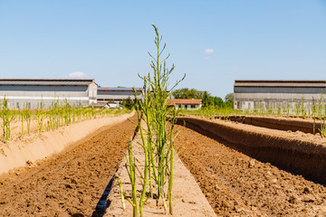 Sticker - Green asparagus plant in garden bed. Agricultural field with green young asparagus sprouts on sandy soil, close up. Gardening  background, close up