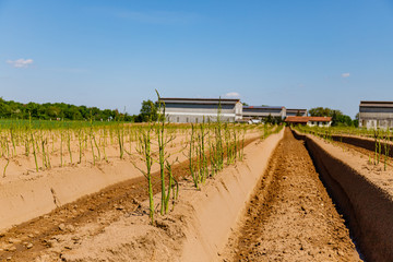 Poster - Green asparagus plant in garden bed. Agricultural field with green young asparagus sprouts on sandy soil, close up. Gardening  background, close up