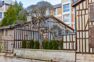 Wall Mural - Old tree with buildings in background in Chalons en Champagne, France, 