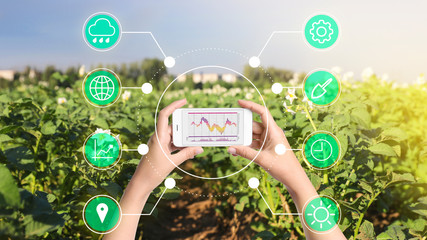 Modern agriculture. Woman with smartphone in field and icons, closeup