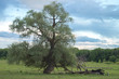 Big great spreading tree in a field under a cloudy sky