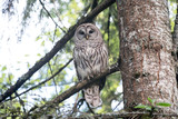 Fototapeta Las - barred owl bird