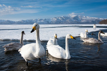 北海道屈斜路湖で越冬する白鳥の群れ