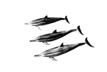 Beautiful Illustration Of Three Gray Dolphins On A White Background