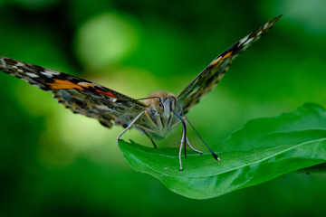 Wall Mural - Painted lady butterfly