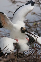 Canvas Print - a large wood stork in the forest