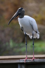 Poster - a large wood stork in the forest