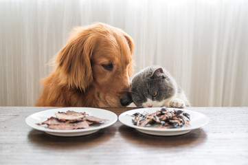 Wall Mural - Golden retriever and british shorthair cat looking at food on the table