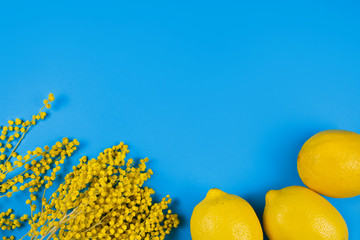 Branches of mimosa (acacia) tree with yellow flowers and lemons on a blue background. Copy space. 