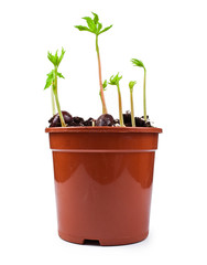 Wall Mural - Young chestnut tree sprouts in a pot with green fresh leaves isolated on a white background.