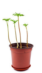 Wall Mural - Young chestnut tree sprouts in a pot with green fresh leaves isolated on a white background.