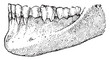 © Morphart - Tooth jaw lower profile view, vintage illustration.