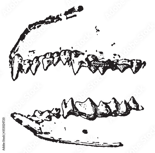 Fotografía Insectivore tooth (Hedgehog), vintage illustration.