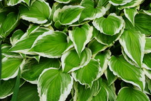 Beautiful White And Green Hostas, A Perennial Plant