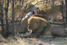 Group Of Lions Eating Their Freshly Killed Victim