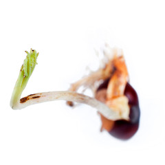 Wall Mural - Young chestnut tree sprout with green fresh leaves isolated on a white background.