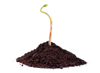 Young tree sprout in a heap of ground isolated on a white background.