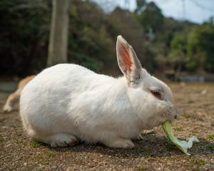 White rabbit eating celery, close up shot.