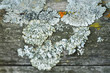 Blurred background. The epiphytic lichen Parmelia Sulcata on the tree in the garden. Mold, lichen on a tree close-up