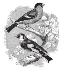 Wall Mural - The bullfinch and The goldfinch, vintage illustration.