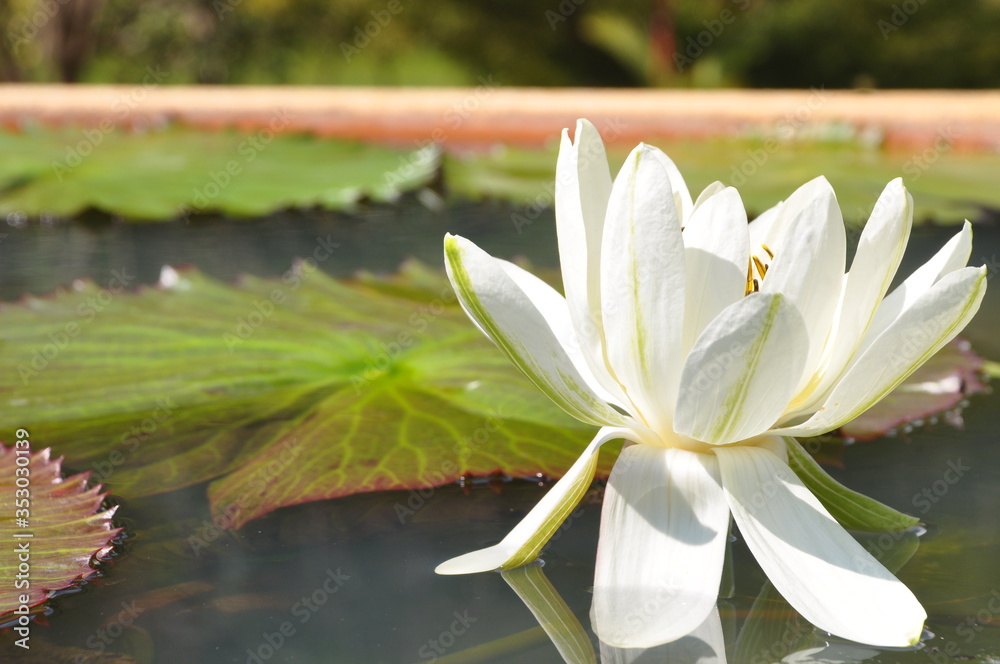 white lotus flower in the pond - obrazy, fototapety, plakaty 