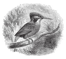 Kingfisher Bird Vintage Art Free Stock Photo - Public Domain Pictures