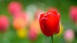 wide angle shot of a red tulip, a beautiful colorful tuplipan